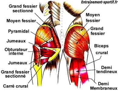 Fesse — Wikipédia